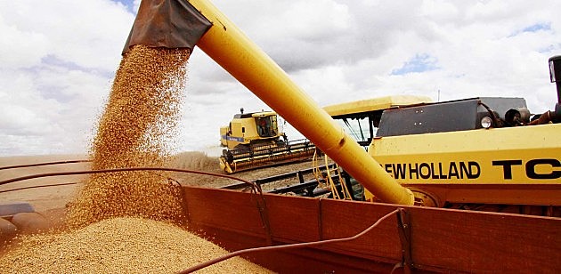 Safra de grãos de milho produzidos no Brasil