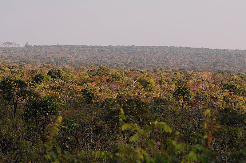 O Cerrado é hoje considerado a última fronteira agrícola do país