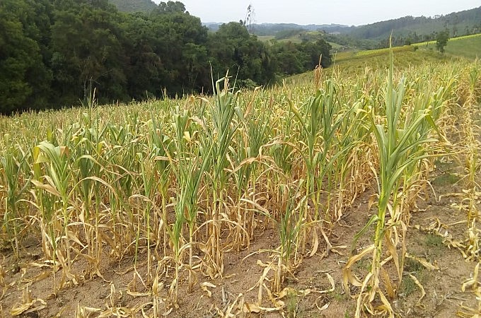 Lavouras de milho definham com ausência de chuvas em boa parte do RS