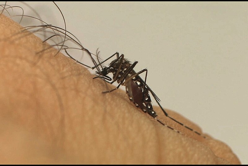 Casos de dengue registram aumento de 599,5%, na comparação com 2018