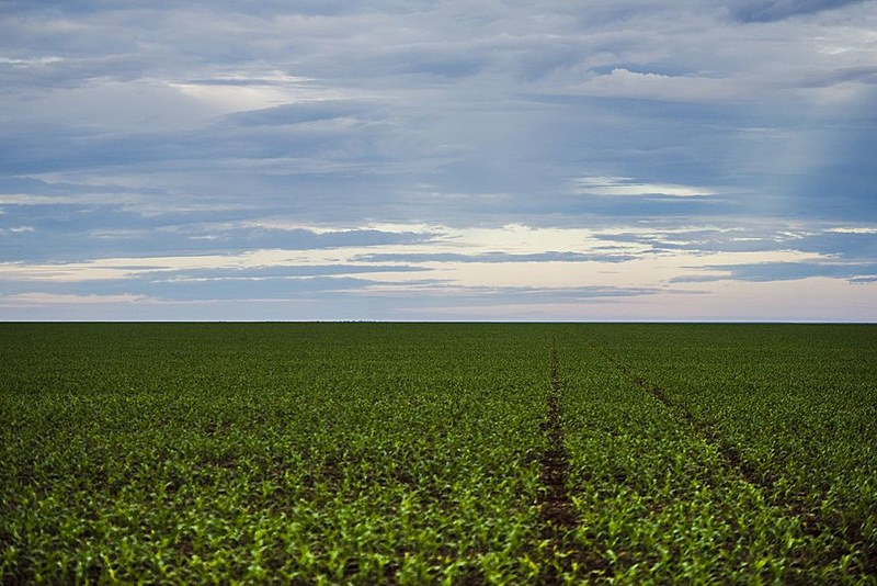Área de plantação de soja no noroeste do Mato Grosso, estado que tem mais propriedades acima de 10 mil hectares