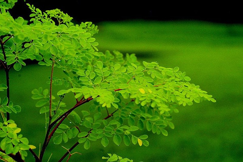 Assentados do MST cultivam e comercializam planta medicinal, rica em nutrientes e que purifica a água
