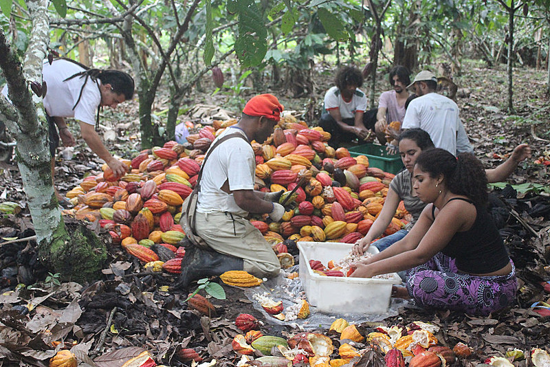 A produção de cacau orgânico é dos destaques da base agroecológica do Terra Vista