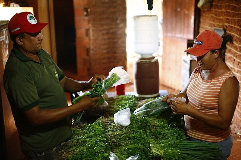 O acampamento Zé Maria, em Limoeiro do Norte (CE), é um dos poucos redutos de plantação orgânica na região