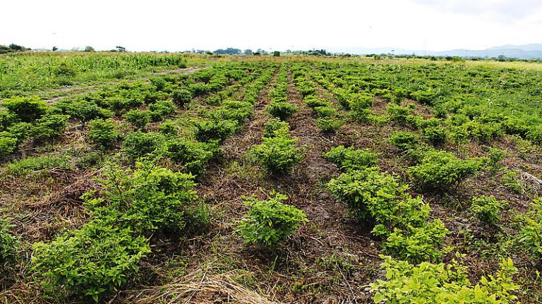 Alternativa aos agrotóxicos, bioinsumos carecem de investimento público no Brasil