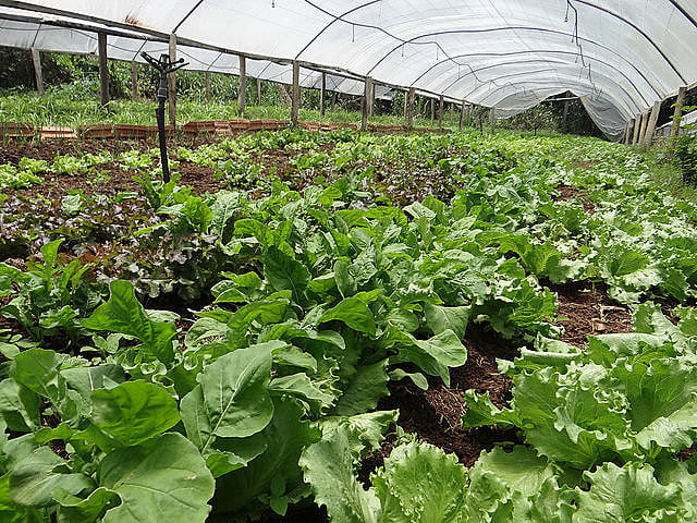 Produção dos agricultores Altamiro Lourenço e Cirlene Lourenço, no assentamento Serra Dourada