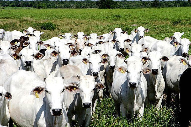 Criação de gado no Pará; número de cabeças de bois cresceu 9,79% nos últimos dez anos no estado