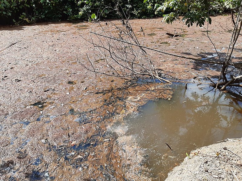 Rio Gramame inundado por dejetos de empresa de papel