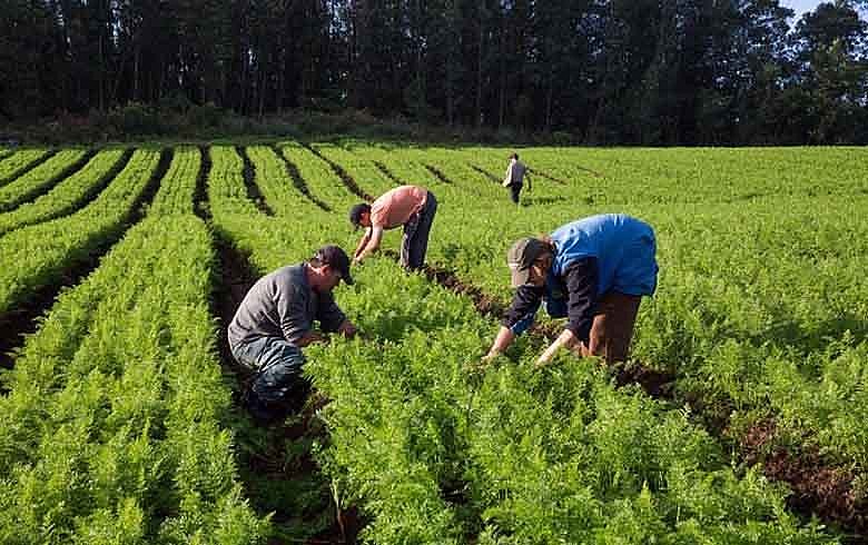 Agricultura familiar: com cortes, o abastecimento das cidades vai ser reduzido, pode haver falta de produtos e os preços devem subir