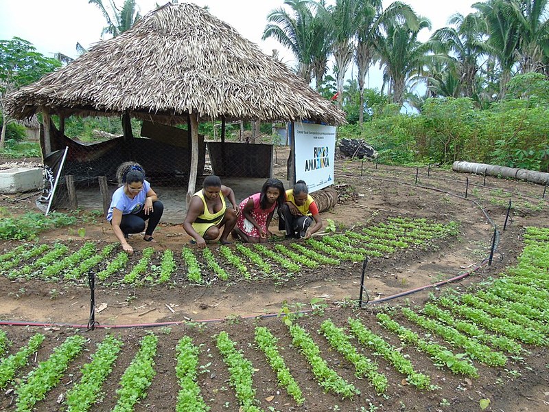 Onze famílias do acampamento foram beneficiadas pelo Fundo Amazônia para construção de hortas e recebimento de placas de energia solar