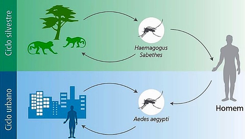 Os humanos somente serão contaminados se não tiverem sido vacinados e forem picados por um desses mosquitos ao entrarem na mata
