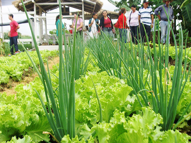 Alimentos produzidos pela agricultura familiar têm valor nutricional “bem maior” que os produzidos pelo agronegócio