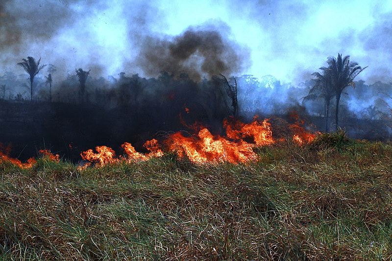 O Brasil desmatou em média 20% da Floresta Amazônica. Especialistas afirmam que esse é um percentual irreversível.