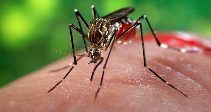 A chikungunya causa, dentre outras coisas, dores articulares que podem se prolongar por meses ou anos