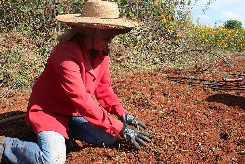 A Cooplantas foi formalizada em 2009, mas o trabalho com plantas medicinais já tem mais de 20 anos