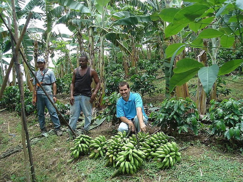 Desde 1996 agricultores vêm desenvolvendo técnicas de plantio e cultivo agroflorestais no Rio