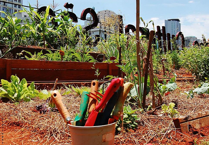 A gestão da horta é feita de forma solidária e são feitas atividades de educação ambiental