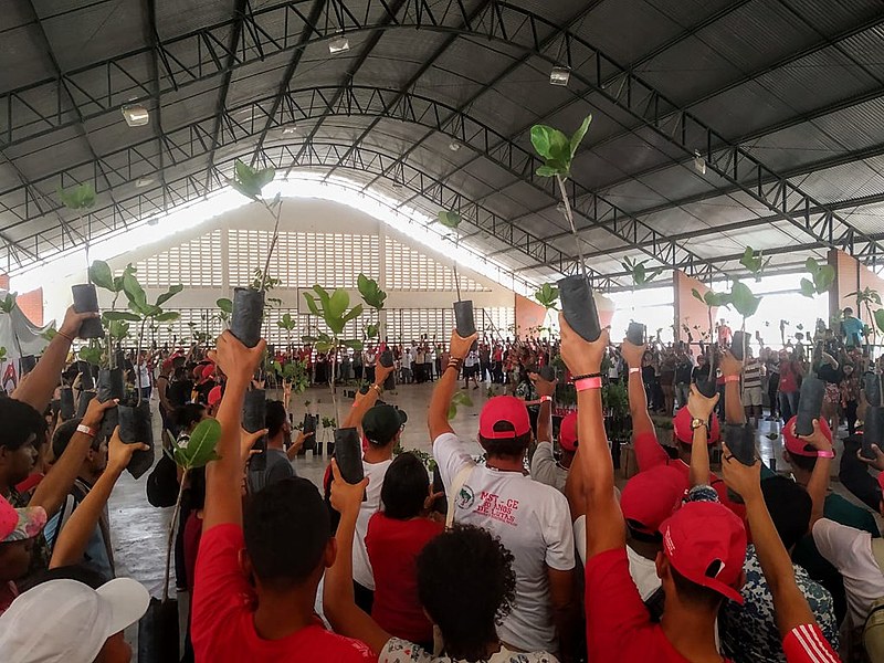 100 milhões de árvores deverão ser plantadas nos próximos anos