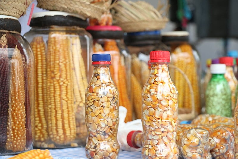 A Paixão é alimentada pela tradição popular das sementes crioulas