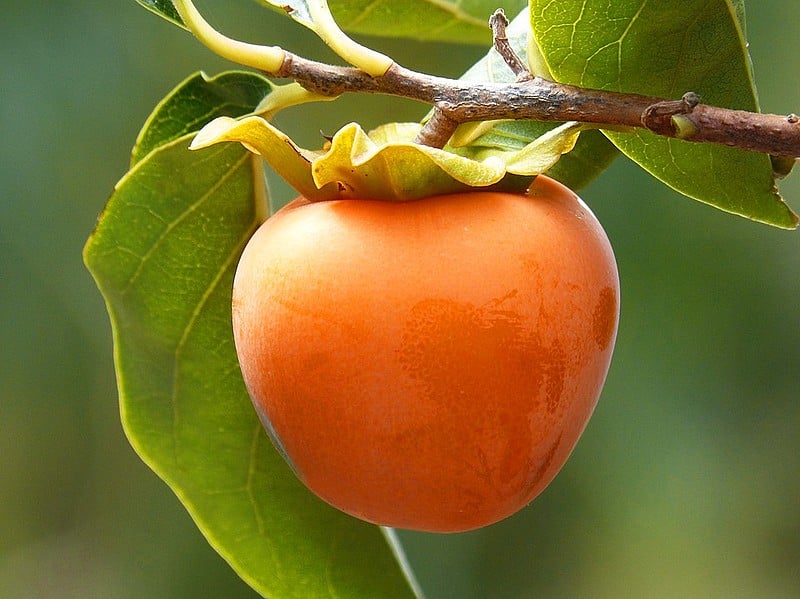 O caqui é um antioxidante e é considerado uma boa fonte de vitaminas e minerais