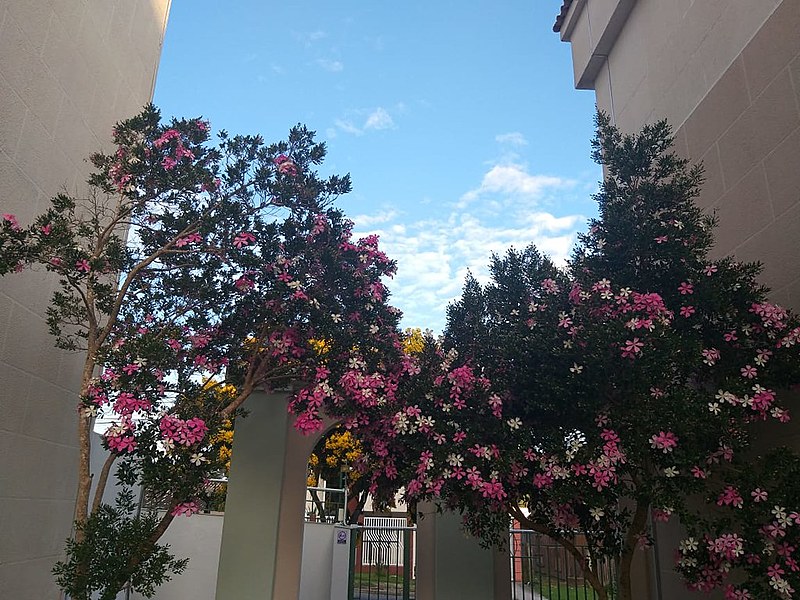 E o beija-flor deixou de brilhar. O caçador foi condenado a reinar numa feiura eterna.   