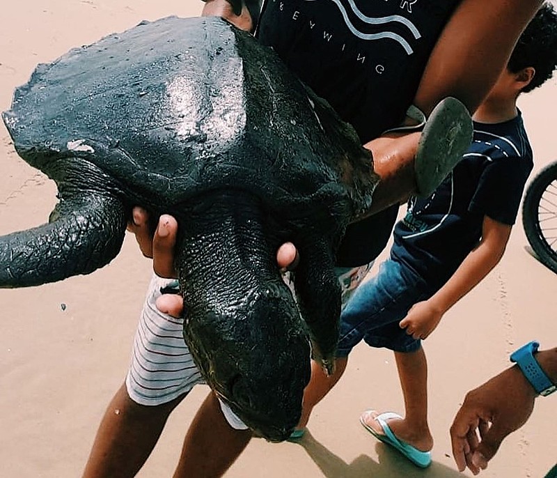 Em Pernambuco foram 16 praias atingidas