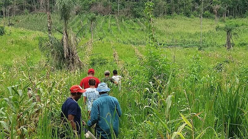 A expectativa é alcançar o volume de 7 toneladas de arroz neste ano