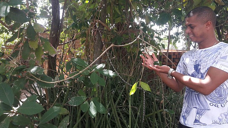 Pai Nemézio do Terreiro Tenda Pai Oxalá com o alho brabo, indicado para inflamações de ovário, itero e combate ao câncer