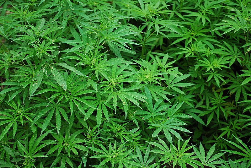 O medicamento pode ser indicado para pessoas que sofrem com espasticidade, ou seja, músculos rígidos