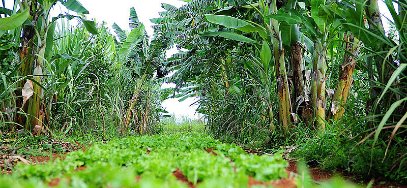 Nos agroecossistemas diversas espécies vegetais, animais e de microrganismos convivem harmonicamente