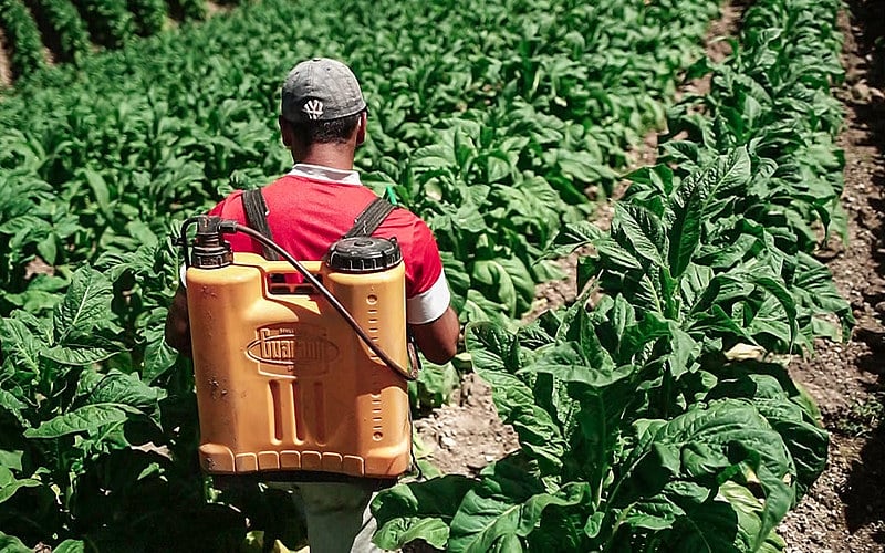 Trabalhador em produção de fumo no sul do Brasil: vômitos, depressão e suicídio