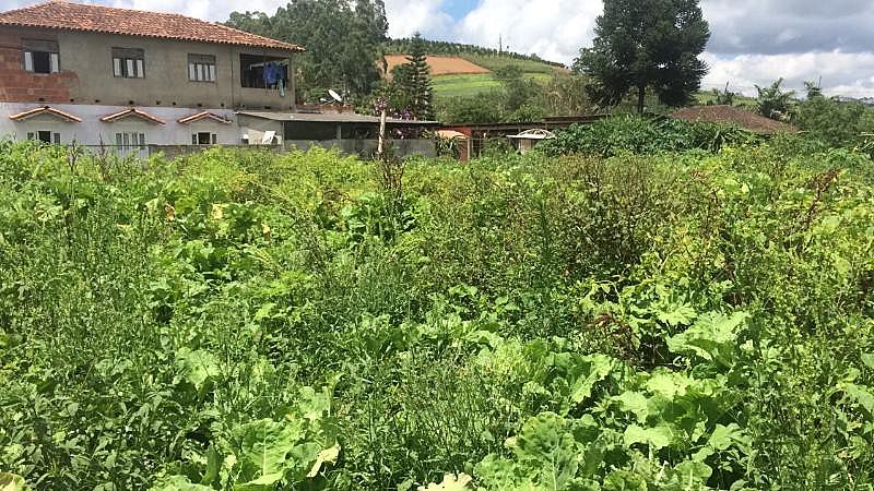 Plantio de hortaliças orgânicas é o foco dos pequenos agricultores de Alto Santa Maria