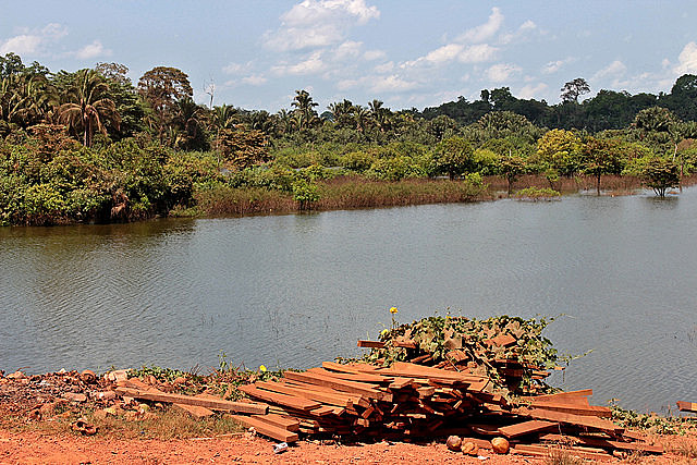 Especies nativas en la ribera del río Pucuruí evidencian la contribución de los Parakanã a la protección de la Amazonia