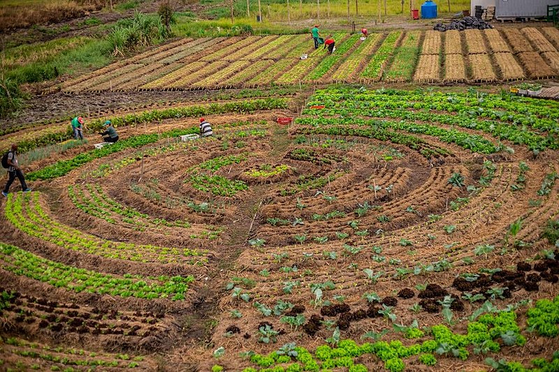 A decisão afeta diretamente 53 famílias que residem no local e vivem da produção de alimentos agroecológicos