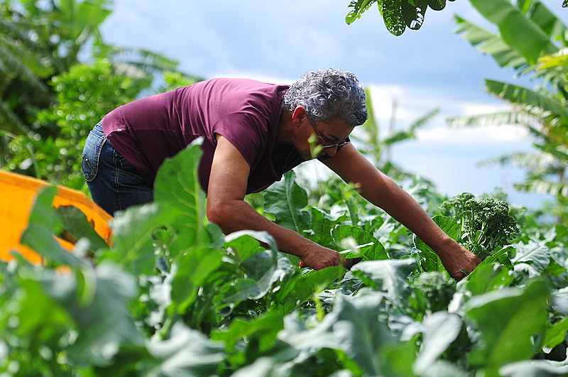 Na imagem, agricultora do Programa de Aquisição da Produção da Agricultura no Distrito Federal