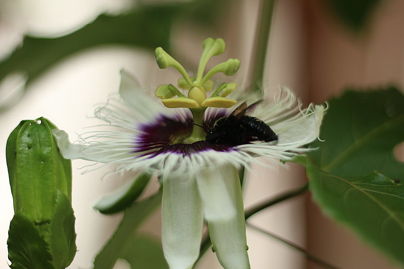 Flor do maracujá sendo visitada por uma espécie de abelhas solitária, conhecida popularmente como mamangava