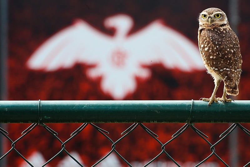 Em 2019, o clube chegou perto de faturar 900 milhões de reais e planeja um bilhão para 2020