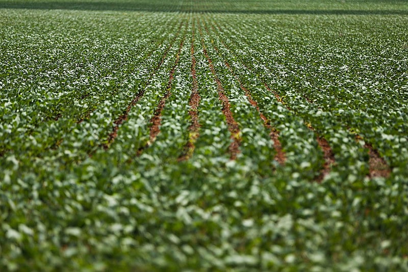 Metade dos agrotóxicos liberados pelo ministério da Agricultura são altamente tóxicos, de acordo com a Anvisa
