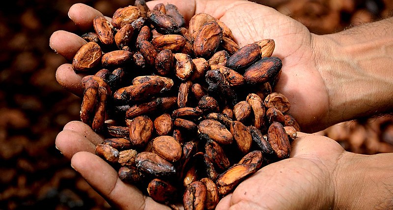 Amêndoas de cacau fermentado e torrado, as chamadas nibs de cacau