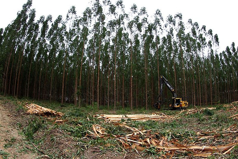 Indústria de celulose na cidade de Eunápolis, na Bahia
