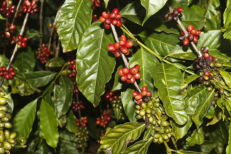 Café produzido pela Embrapa no Cerrado busca sustentabilidade com o recurso eficaz de água