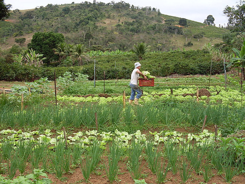 De acordo com uma pesquisa do IBGE, constava-se que 3,6% dos brasileiros tinham insegurança alimentar grave