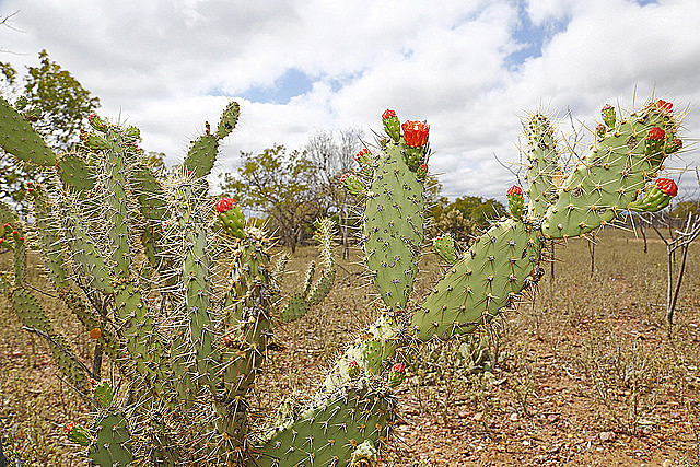 Cactos em Jaguarari, município no centro-norte da Bahia