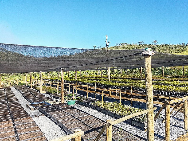 O objetivo do viveiro é produzir 720 mil mudas em Ariadnópolis e 4 milhões de mudas nativas em todo o estado