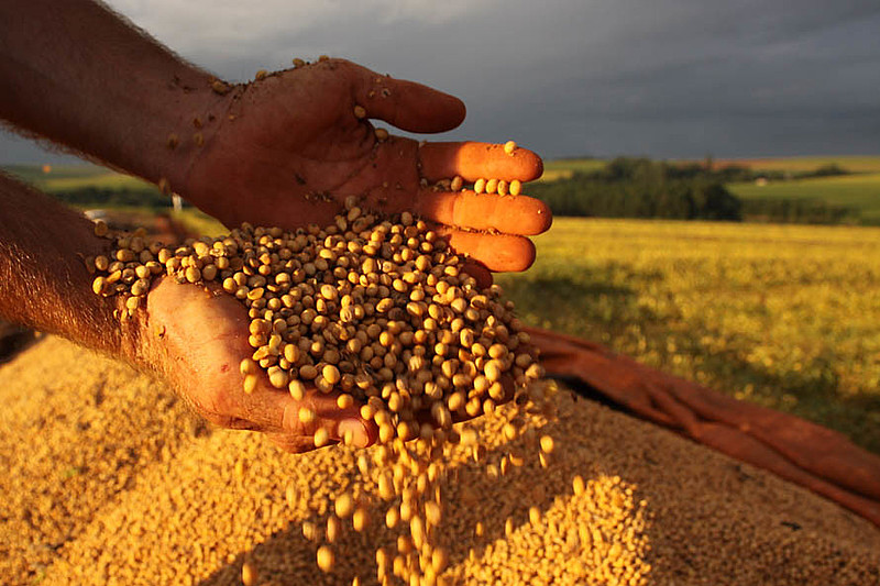 Colheita de soja no Paraná: produtores temem perda de lavouras com a liberação do herbicida dicamba