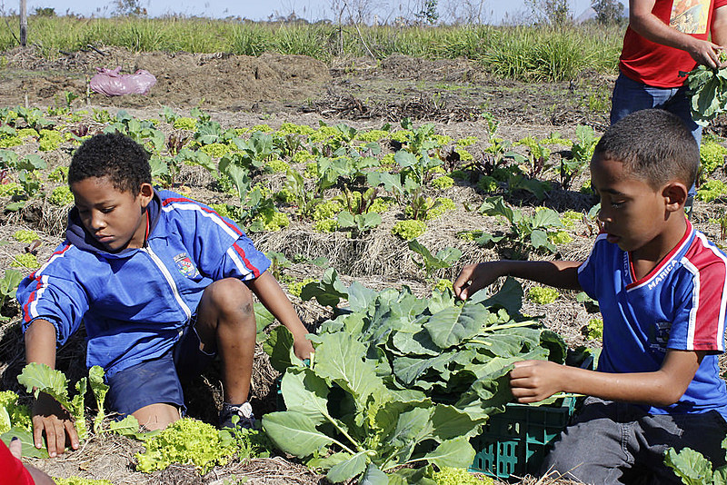 Estudantes da rede pública participam da primeira colheita da Unidade Agroecológica de Maricá