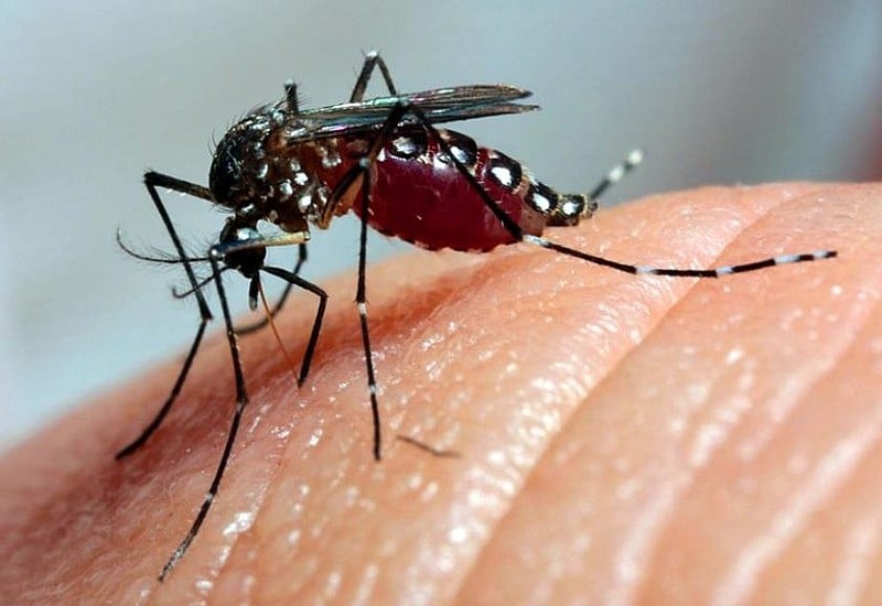 De acordo com professor, se não forem prevenidas, ainda podem aparecer doenças como chikungunya, zica, febre amarela e doenças mentais