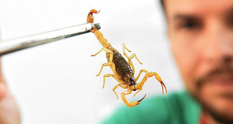 O Ministério da Saúde não indica usar produtos químicos como pesticidas para o controle de escorpiões