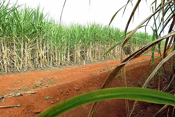 Baseado na monocultura, cultivo de cana-de-açúcar é considerado agressivo ao meio ambiente; poluição hídrica está entre os danos