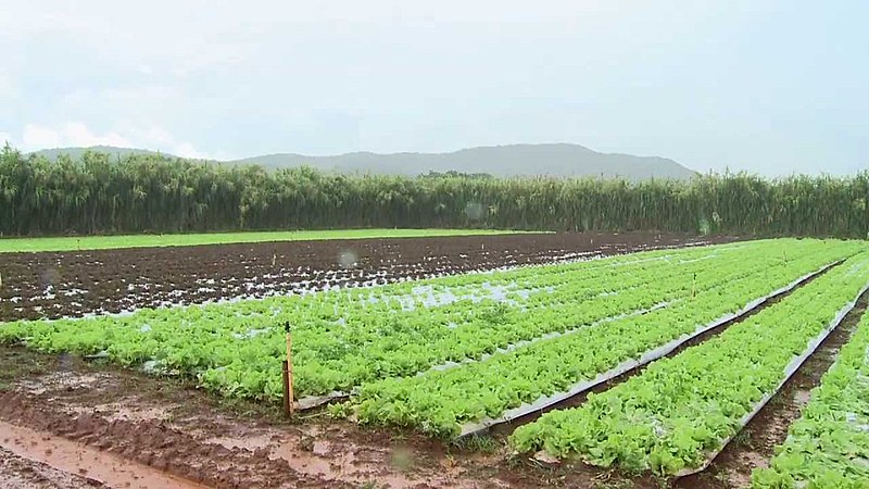 Entre outras coisas, o PL substitui o nome "agrotóxico" pela expressão "defensivos fitossanitários"